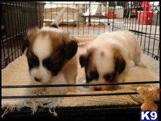 Papillon Puppies